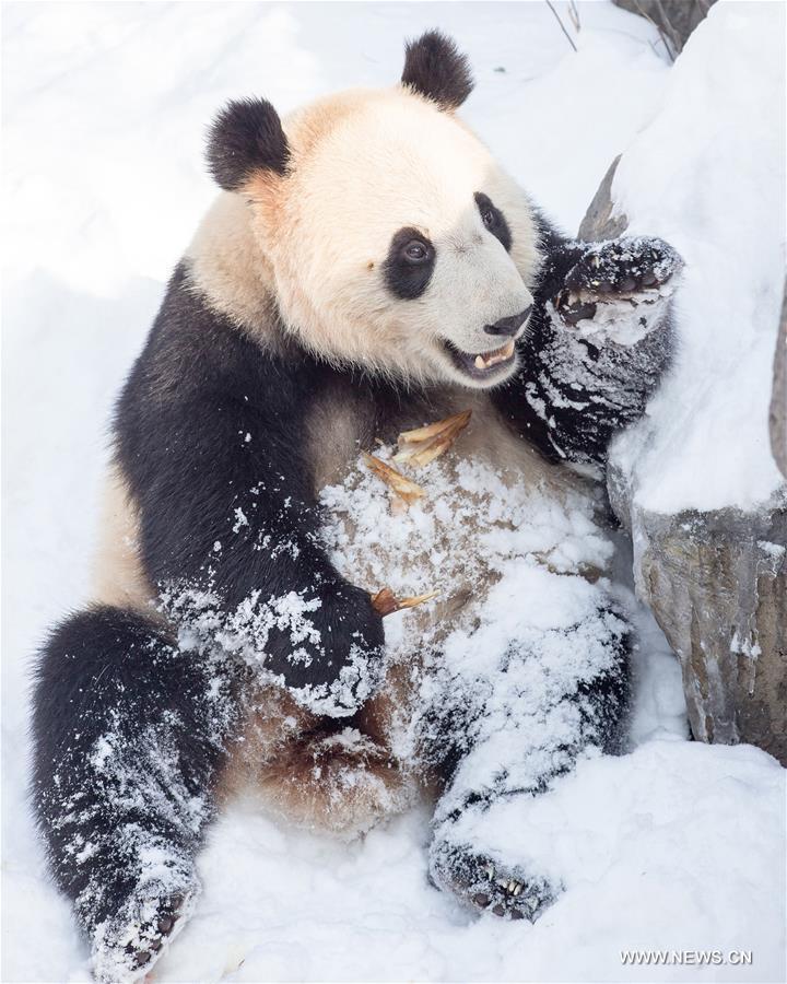 #（环境）（4）熊猫“戏”雪