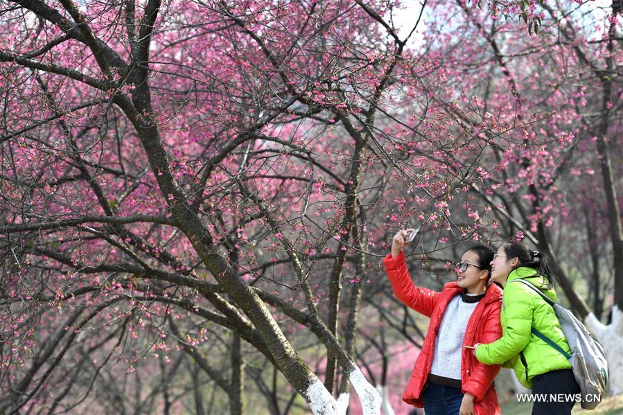 الصورة: تفتح زهور الكرز في مدينة جنوبي الصين