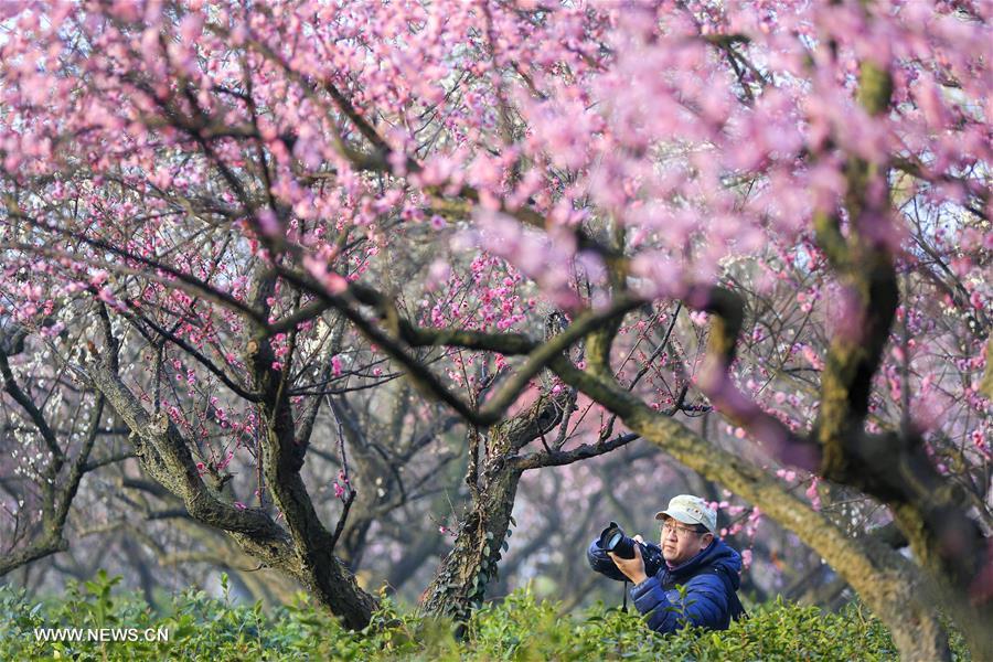 #（社会）（1）江苏南京：梅花绽放引客来