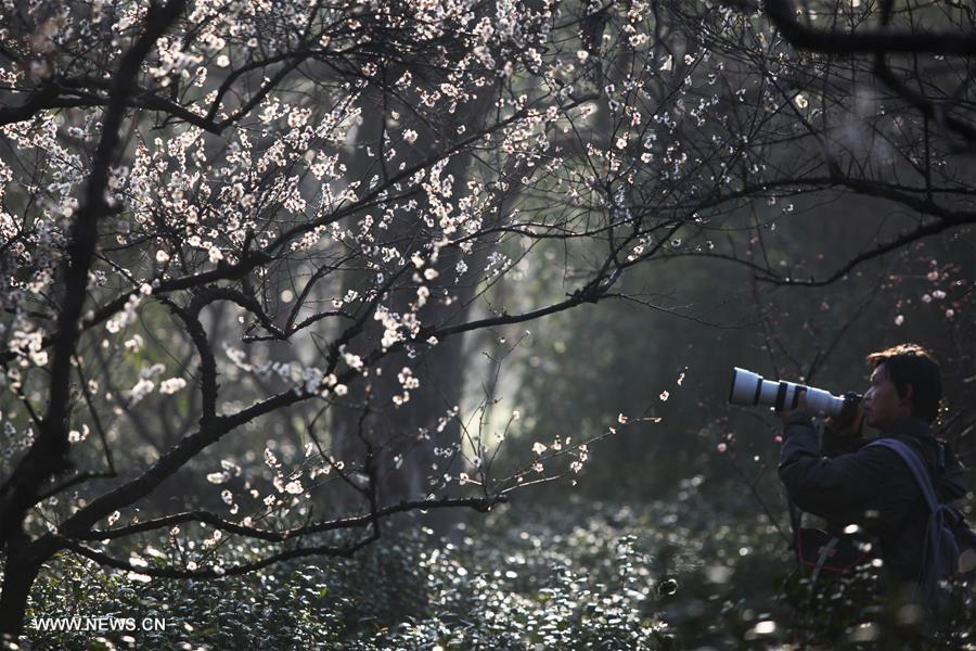 #（社会）（2）江苏南京：梅花绽放引客来