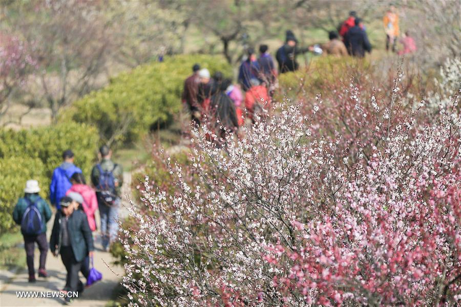 #（社会）（4）江苏南京：梅花绽放引客来