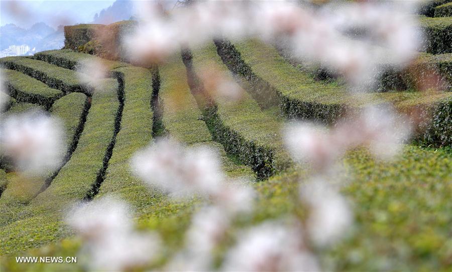 الصورة : قدوم الربيع في حقول الشاي 