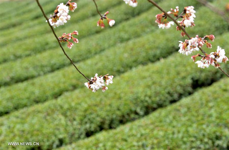 الصورة : قدوم الربيع في حقول الشاي