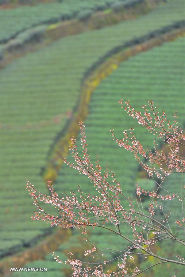 الصورة : قدوم الربيع في حقول الشاي