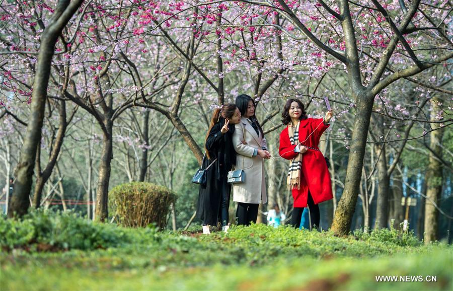 CHINA-HUBEI-WUHAN-CHERRY BLOSSOM (CN)