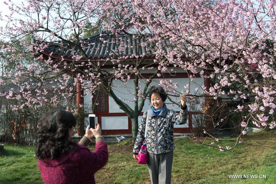 CHINA-HUBEI-WUHAN-CHERRY BLOSSOM (CN)