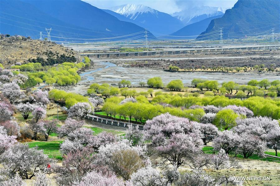 الصورة: منظر ربيعي ساحر في منطقة التبت جنوب غربي الصين