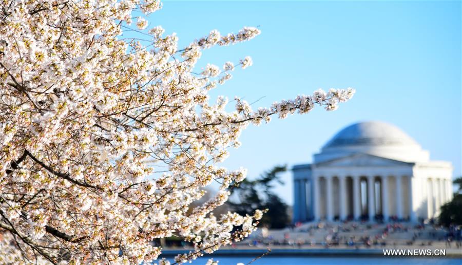 （新华视界）（1）美国华盛顿樱花盛开 