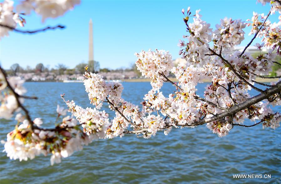 （新华视界）（4）美国华盛顿樱花盛开 