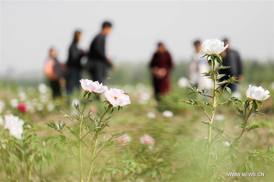 #（社会）（7）乐享春光