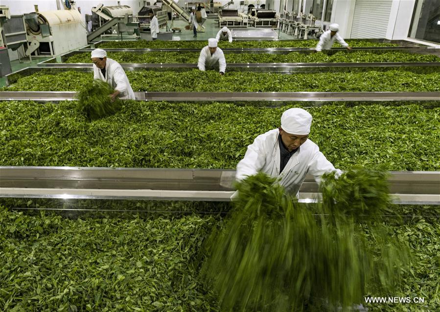 الصورة: حصاد أوراق الشاي في الربيع