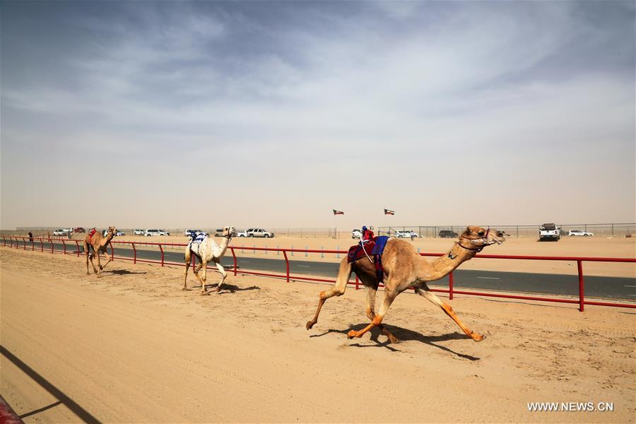 （体育）（1）科威特举行骆驼比赛