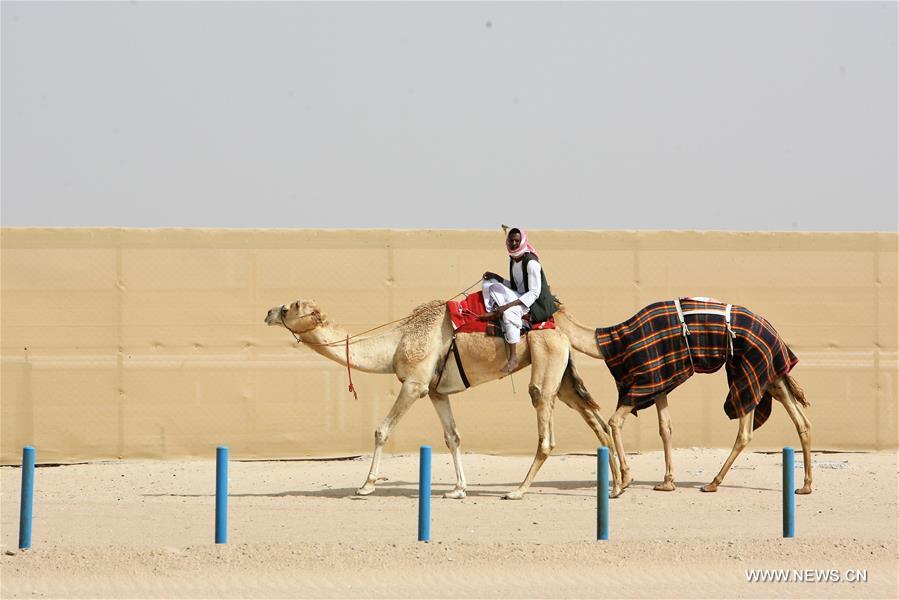 （体育）（2）科威特举行骆驼比赛