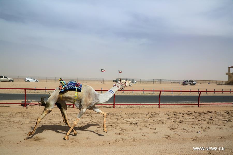 （体育）（3）科威特举行骆驼比赛