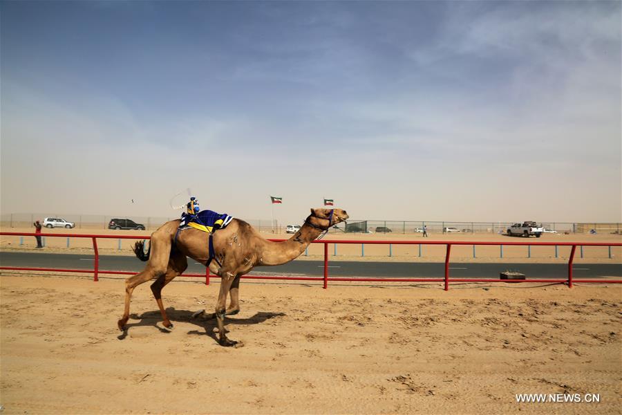 （体育）（4）科威特举行骆驼比赛