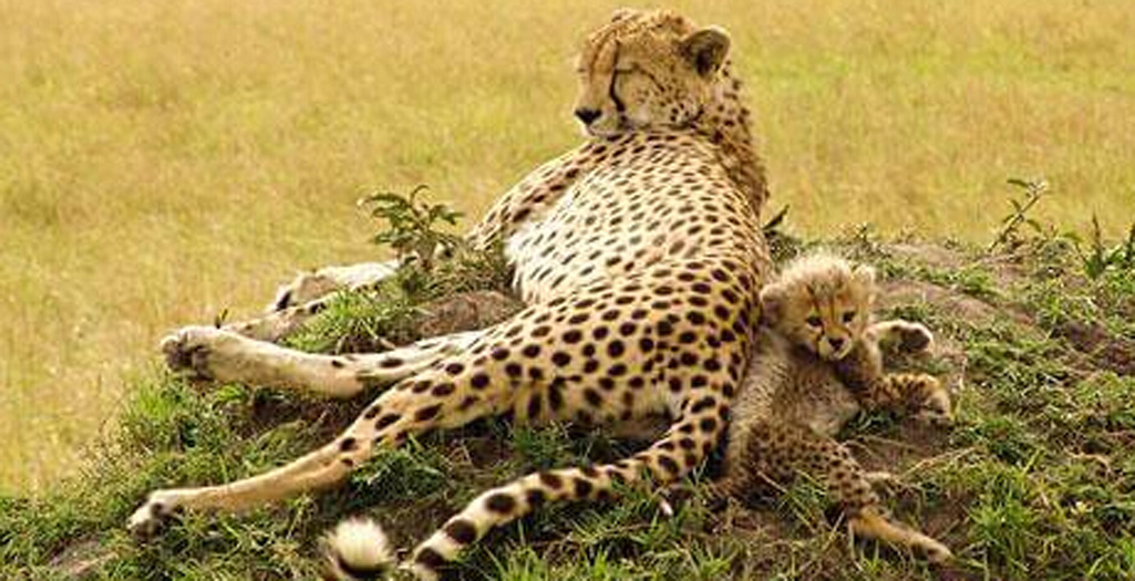 الحب العائلي في عالم الحيوانات