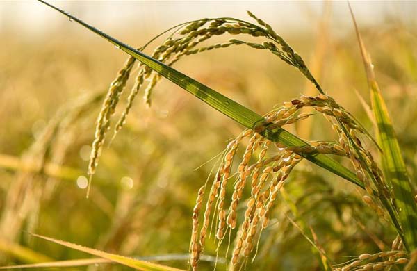 حلول موسم حصاد الأرز في مقاطعة جيلين بشمال شرقي الصين