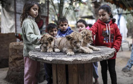 مالك حديقة حيوان في غزة يعرض أشبالا للبيع لعدم قدرته على إطعامهم