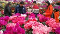 مدنيو تشينغداو يشترون الزهور لاستقبال عيد الربيع