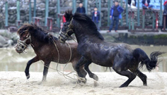 مصارعة الخيول في جنوبي الصين