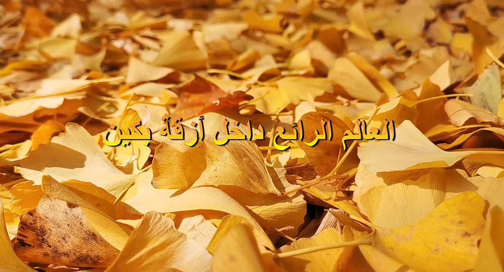 الفيديو: بيتي في بكين: العالم الرائع داخل أزقة بكين