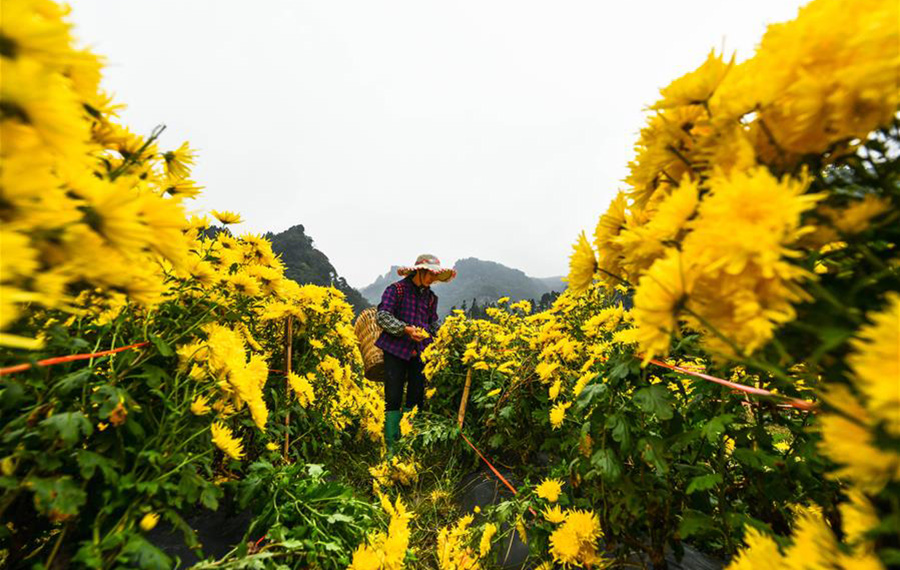 زهور الأقحوان تساعد على تخفيف الفقر في قرية بجنوب غربي الصين