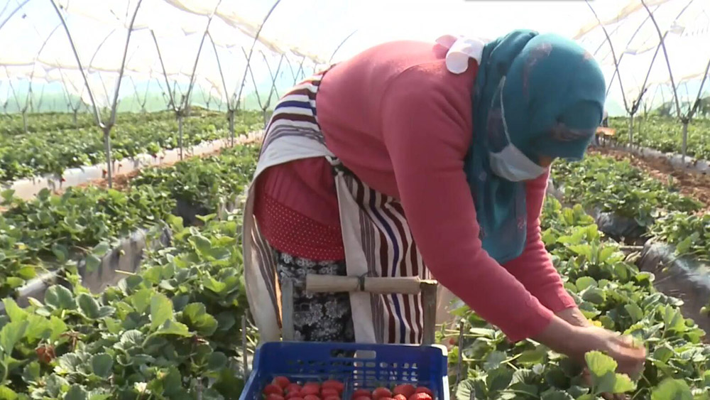 فيديو: شمال المغرب يرحب بموسم حصاد الفراولة
