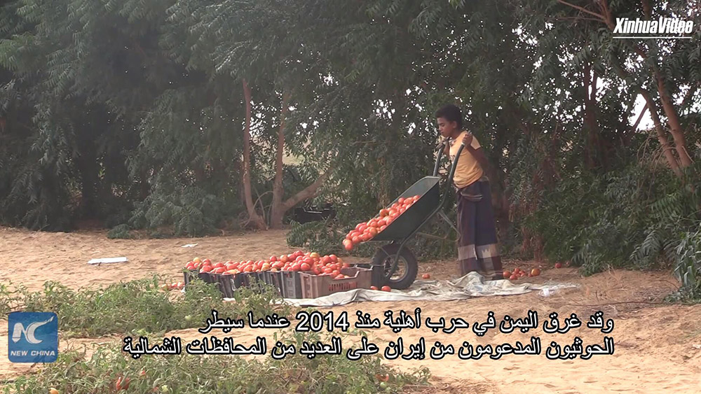 فيديو: حصاد الطماطم يقدم عزاء للمزارعين اليمنيين