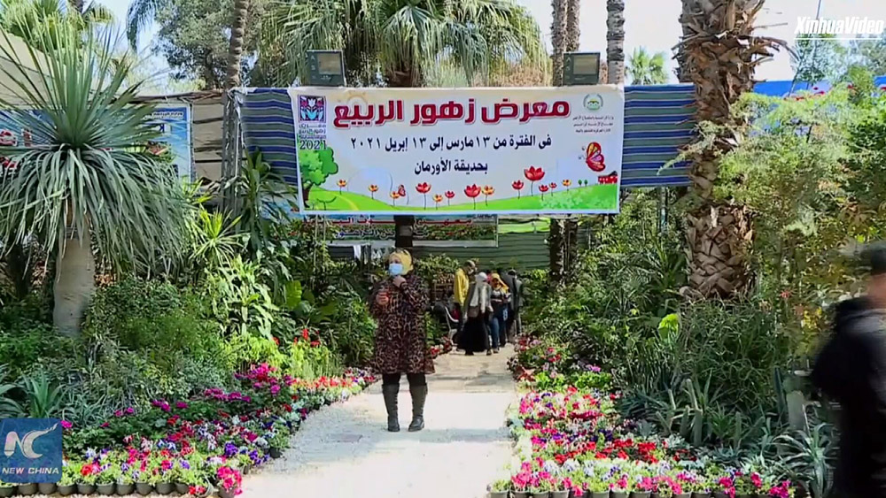 فيديو: أكبر معرض لزهور الربيع في مصر يساعد التجارة وسط الركود الناجم عن كوفيد-19