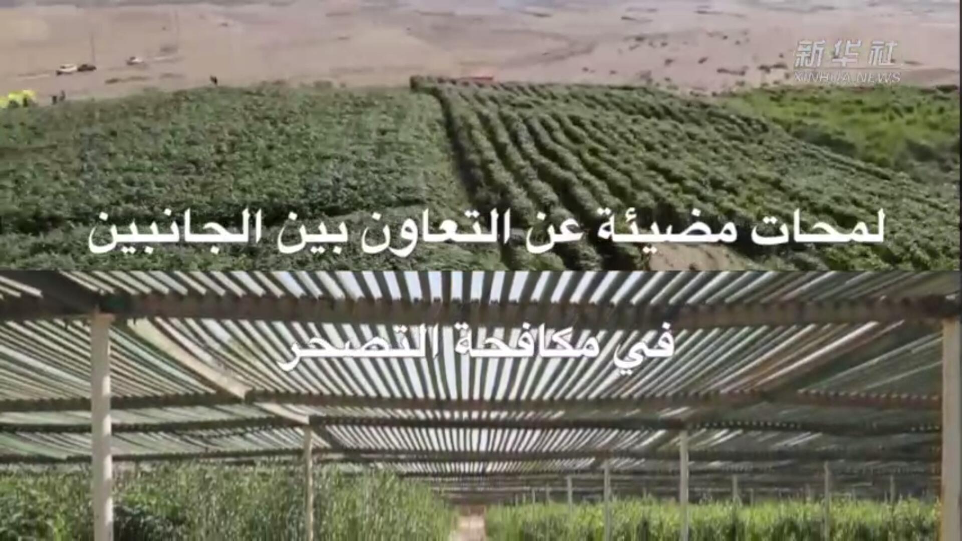 فيديو: في اليوم العالمي لمكافحة التصحر والجفاف... لمحات مضيئة عن التعاون الصيني العربي في هذا المجال