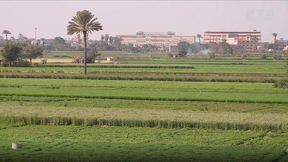 فيديو: مصر تستهدف زيادة الإنتاج الزراعي بنسبة 30 بالمائة بحلول عام 2024