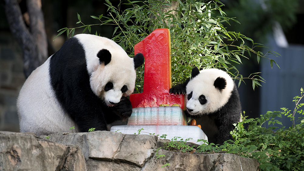 فيديو: الاحتفال بعيد ميلاد شبل الباندا في حديقة الحيوان الوطنية بواشنطن