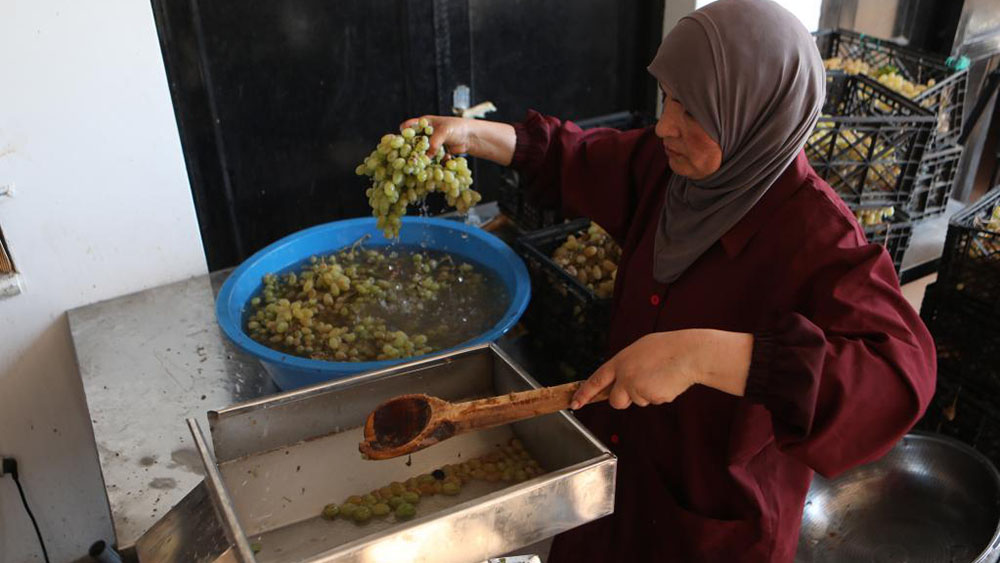 فيديو: موسم قطف العنب يوفر فرص عمل للمرأة الفلسطينية