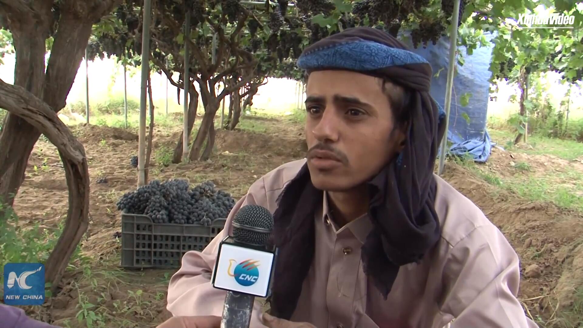 فيديو: مزارعو العنب في اليمن يواجهون وطأة الحصار خلال موسم الحصاد