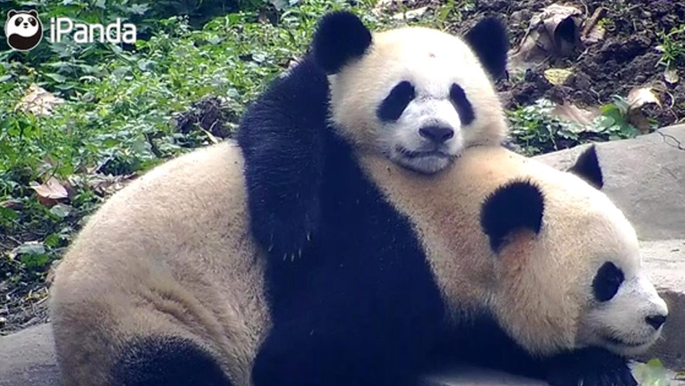 فيديو:صغير الباندا العملاقة يتخذ أمه كوسادة