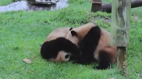 فيديو: اثنان من الباندا العملاقة يلعبان في الحديقة