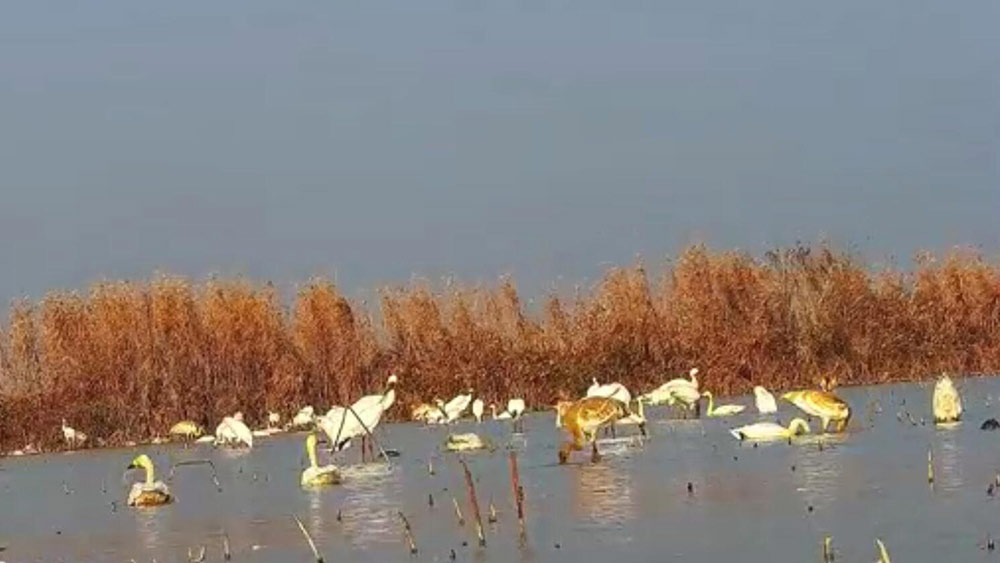 فيديو: افتتاح أسبوع مراقبة الطيور الدولي في بحيرة بويانغ في مقاطعة جيانغشي