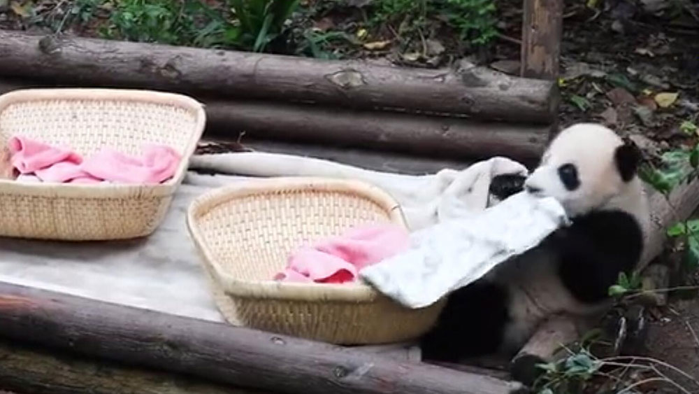 فيديو: الباندا العملاقة تلعب ببطانية