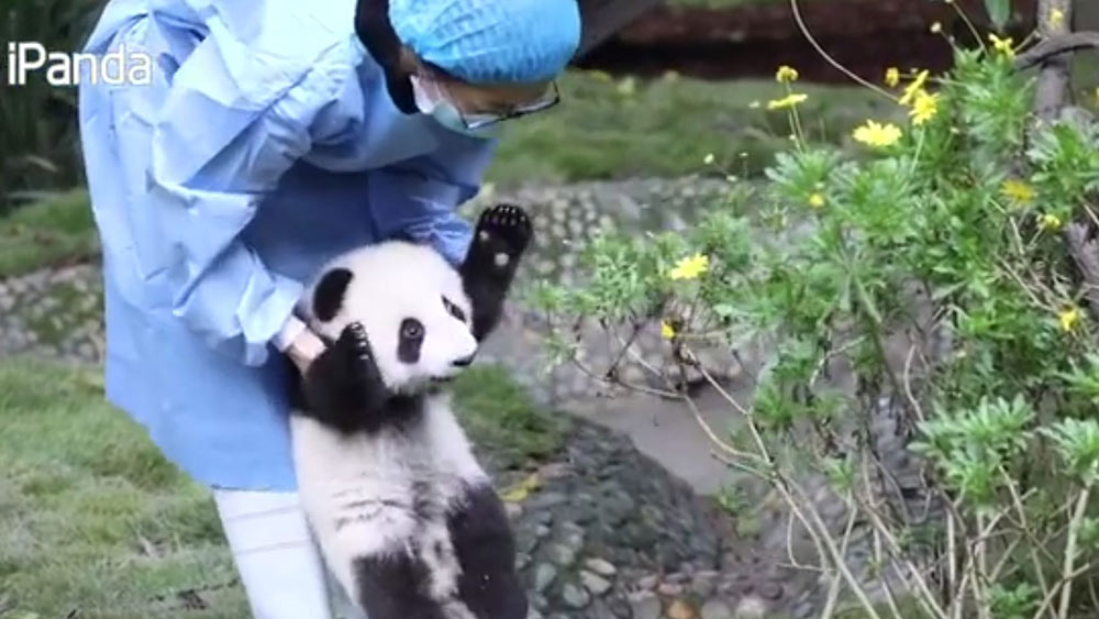فيديو: مربية باندا تنظف شبل الباندا العملاقة