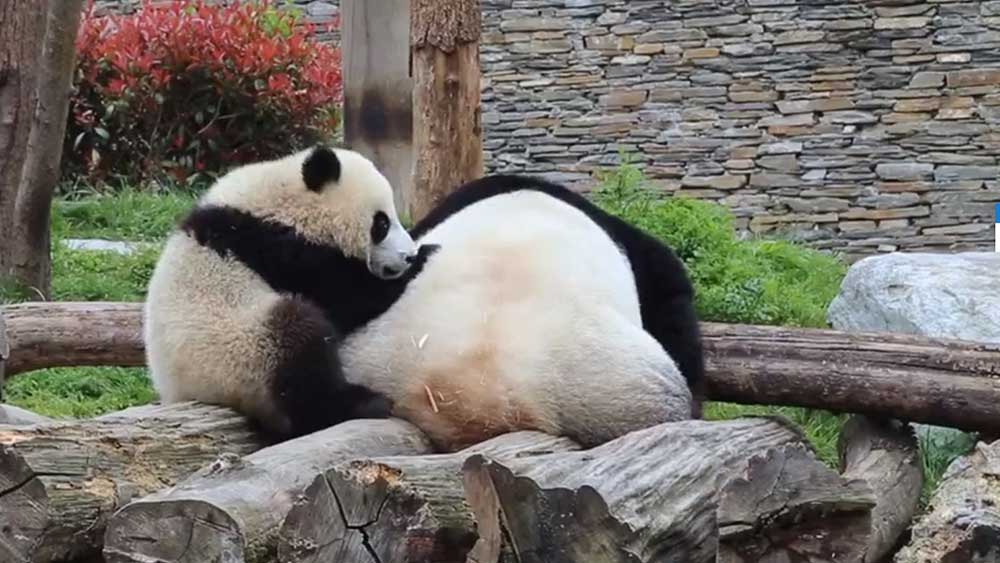فيديو: شبل الباندا العملاقة يجذب انتباه الأم بكل أسلوبه