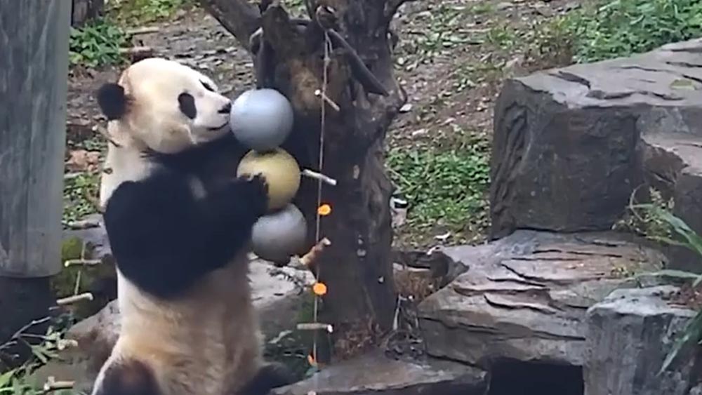 الفيديو: الباندا العملاقة تستمتع بتناول الجزر