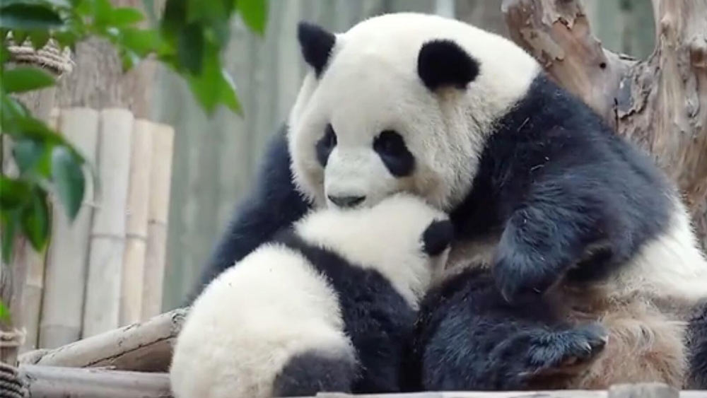 الفيديو: الوقت الممتع لصغير الباندا وأمه