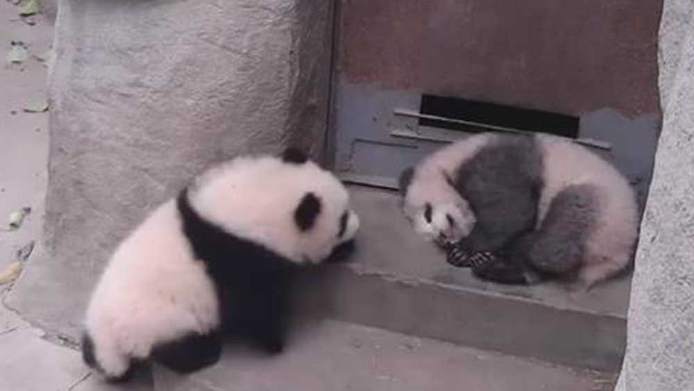 فيديو: اثنان من الباندا العملاقة يلعبان في الحديقة