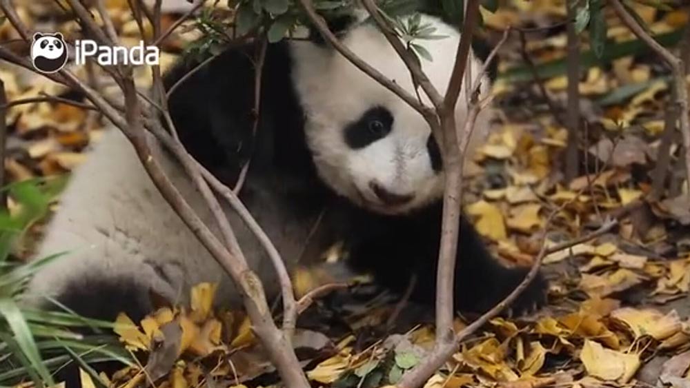 الفيديو: شبل الباندا العملاقة يأكل فروع الشجر بجد واجتهاد