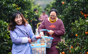 حصاد البرتقال الأحمر في بلدية تشونغتشينغ جنوب غربي الصين