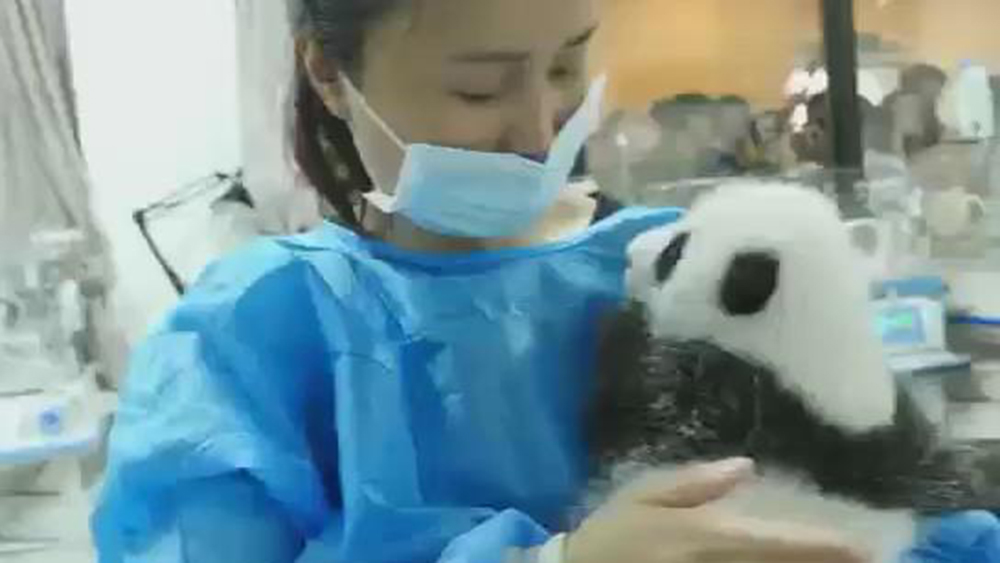 الفيديو: الباندا العملاقة المحبوبة ومربيتها