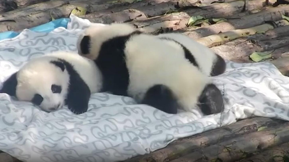 الفيديو: هل تحب الباندا العملاقة المحبوبة؟
