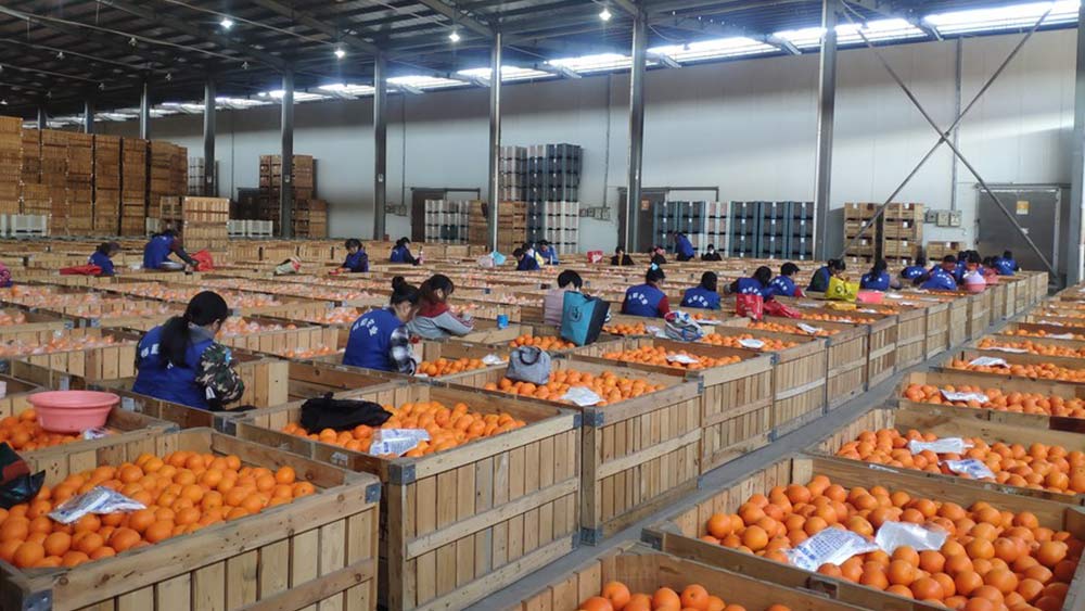 مقالة خاصة: البرتقال أبو سرة... ركيزة أساسية لمكافحة الفقر في قاعدة ثورية بشرقي الصين