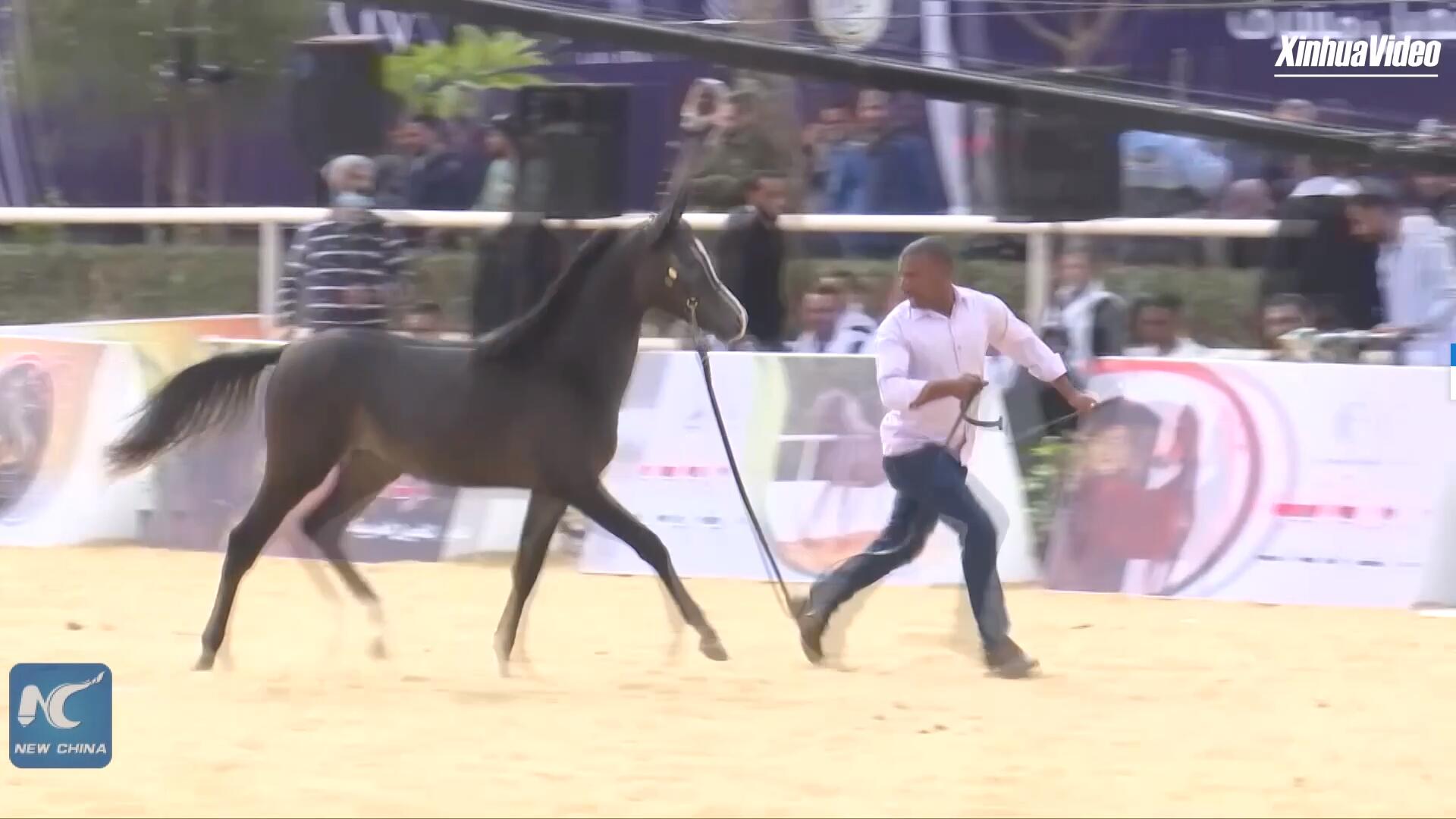 فيديو: إقامة مهرجان "الملتقى الأول لجمال الحصان العربي المصري"