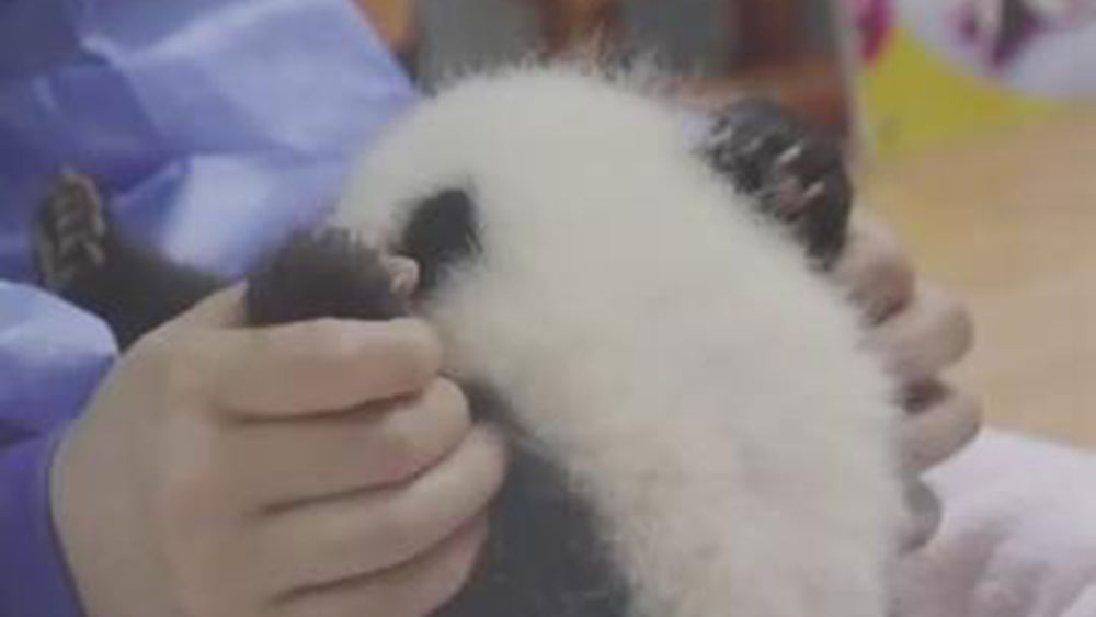 الفيديو: لمحة عن الباندا العملاقة المحبوبة